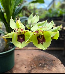 Catasetum DF Centrum Brunneis- Adulto
