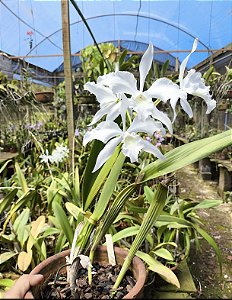 Laelia Lobata Albina - Adulto