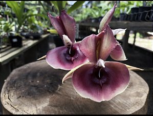 Catasetum Pileatum x Orchidglade- Adulto