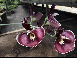 Catasetum Pileatum x João Stivali Rubro- Adulto
