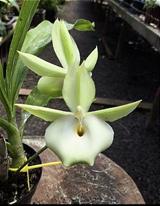 Catasetum Pileatum albo x Durval Ferreira - Adulto - H7177802