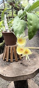 Catasetum Pileatum Amarelo Original - Adulto - H7177755