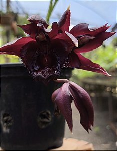 Catasetum Schimidtianum x Vinaceum - Adulto - H7177756