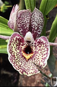 Catasetum Susan Fuchs Charme - Adulto - H7177761