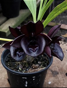 Catasetum Jhon Burchet x Duplicicutula - Black - Adulto - H7177763