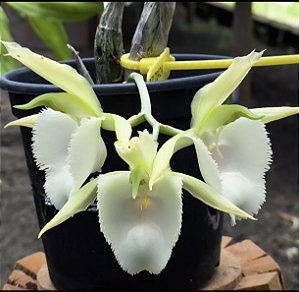 Catasetum Stephen Moffit Albo - Adulto - H7178424