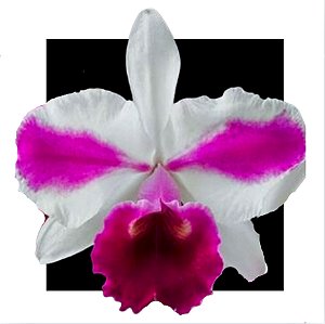 Orquidea Cattleya Lc Aquini Fim Nature Best