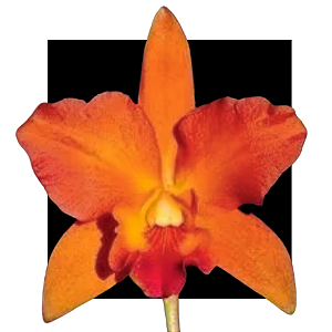 Orquidea Cattleya Chocolate Dropp