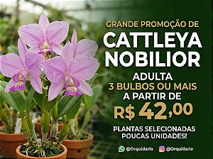 PROMOÇÃO Cattleya Nobilior tipo - Adulta - Oferta