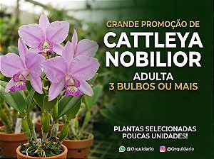 PROMOÇÃO Kit 2 Cattleya Nobilior tipo - Adulta - Oferta