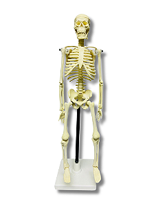 Mini Esqueleto Padrão 42 Cm