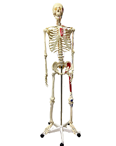Esqueleto Humano, 170cm, com origens e inserções musculares