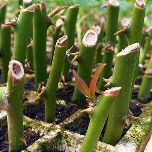 Estaca de Ora-Pro-Nobis Para Plantar (4 uni)