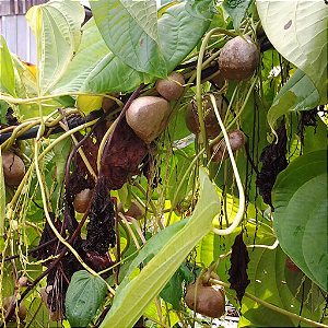 Cará Moela para Plantar
