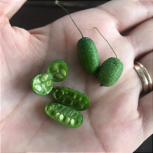 Sementes de Pepininho para Plantar