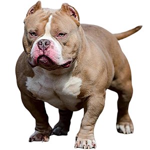 Banho American Bully