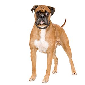 Banho Boxer