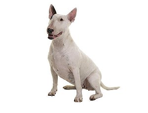 Banho Bull Terrier