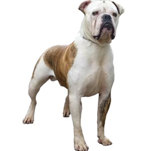 Banho Bulldog Campeiro