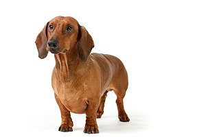 Banho Daschound/Teckel