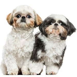Banho Lhasa-Apso ou Shih-Tzu Pelo Curto