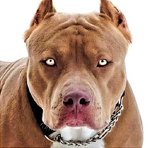 Banho Pit Bull