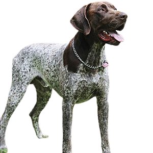 Banho Pointer Inglês