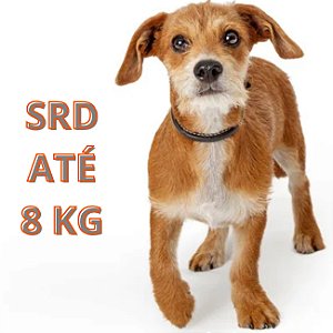Banho Até 8kg Pelo Curto