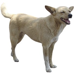 Banho SRD de 5 Até 15 kg Pelo Curto ou Médio