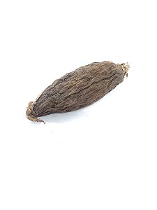 Fava de pimenta da costa