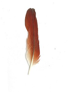 Pena de Ekodidé