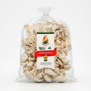 Cogumelo Shimeji Branco Orgânico - 1 QUILO