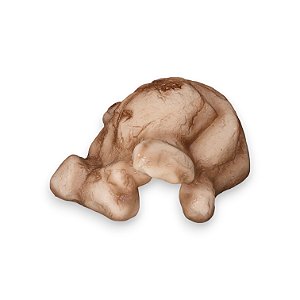 Toca - Tropical (Tam. P) | Terrestre Pets