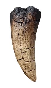 Fóssil de Dente de Tyrannosaurus rex (RÉPLICA)