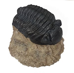 Fóssil de Trilobita (RÉPLICA)