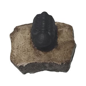 Fóssil de Trilobita (RÉPLICA)