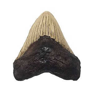 Fóssil de Dente de Megalodon (RÉPLICA)