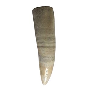 Dente de Jacaré-açu - Melanosuchus niger (RÉPLICA)