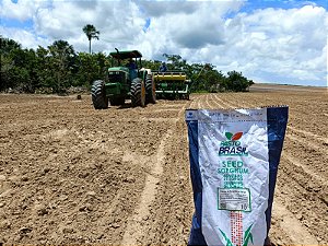 SEMENTE DE SORGO GIGANTE BOLIVIANO 1KG