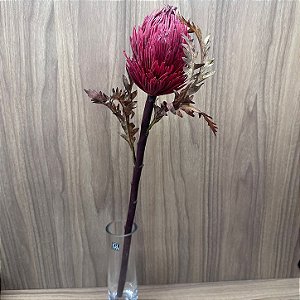 Haste Protea 55cm