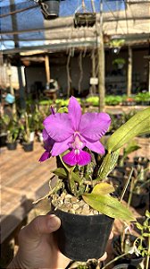 Cattleya Walkeriana Tipo "Sosia x Capelinha"
