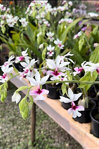 Orquídea Terrestre Calanthe Vestitta Semi Alba