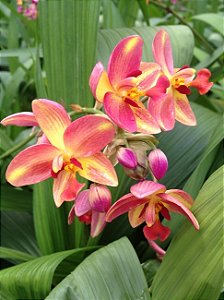 Spathoglottis Tropical Punch