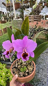 Cattleya Percivaliana Carla Porto x Self