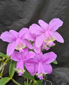 Cattleya Loddigesii Tipo