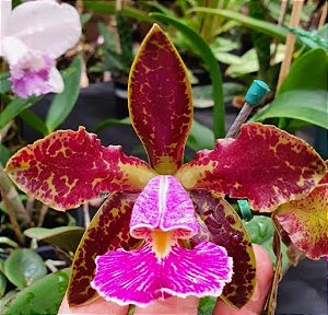 Cattleya Schilleriana L. F. Dioremar x Labelão