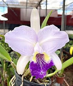 Cattleya Lueddemanniana Coerluea x Self