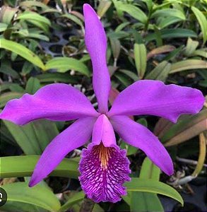 Cattleya Máxima