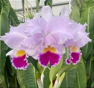 Cattleya Trianae Tipo "Cassio Lopes x Zorro"