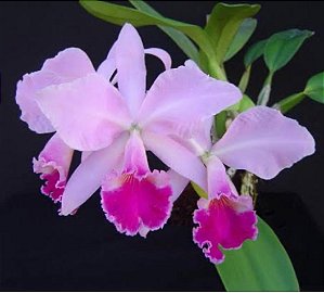 Cattleya Labiata Tipo x Rubra